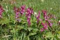 Corydalis cava